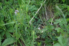 Astragalus austriacus