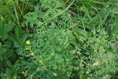 Thalictrum foetidum