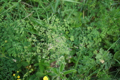 Thalictrum foetidum