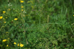 Thalictrum foetidum
