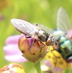 Lejogaster metallina