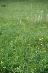 Delphinium laxiflorum