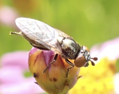 Lejogaster metallina