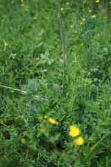 Delphinium laxiflorum