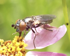 Lejogaster metallina