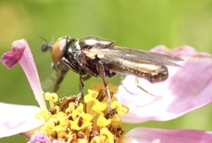 Lejogaster metallina