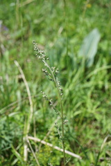 Artemisia laciniata