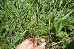 Scutellaria scordifolia