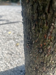 Xylotrechus rufilius