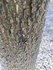 Xylotrechus rufilius