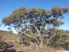 Eucalyptus opimiflora