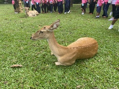 Rucervus eldii siamensis