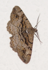 Alcis deversata