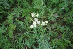 Thalictrum petaloideum