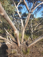 Eucalyptus opimiflora