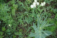 Thalictrum petaloideum