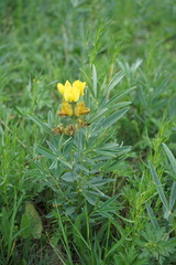 Thermopsis lanceolata