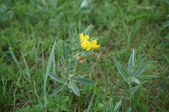 Thermopsis lanceolata