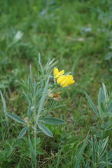 Thermopsis lanceolata