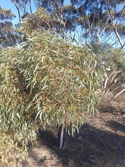 Eucalyptus opimiflora