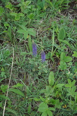Veronica porphyriana