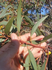 Eucalyptus opimiflora