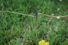 Veronica porphyriana