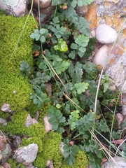 Asplenium aethiopicum