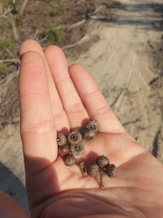 Eucalyptus opimiflora