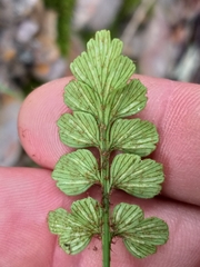 Asplenium aethiopicum