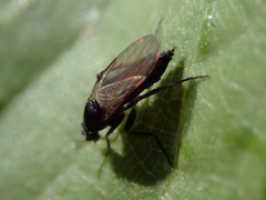 Metopininae