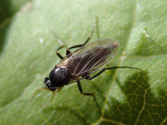 Metopininae