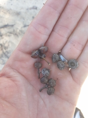 Eucalyptus opimiflora