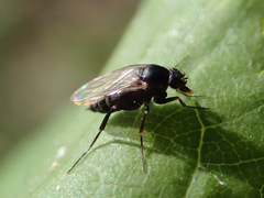 Metopininae