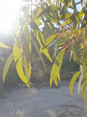 Eucalyptus opimiflora