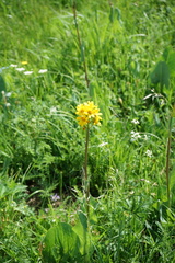 Ligularia glauca