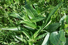 Gentiana macrophylla