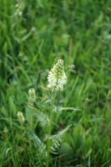 Pedicularis compacta