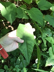 Reynoutria × bohemica