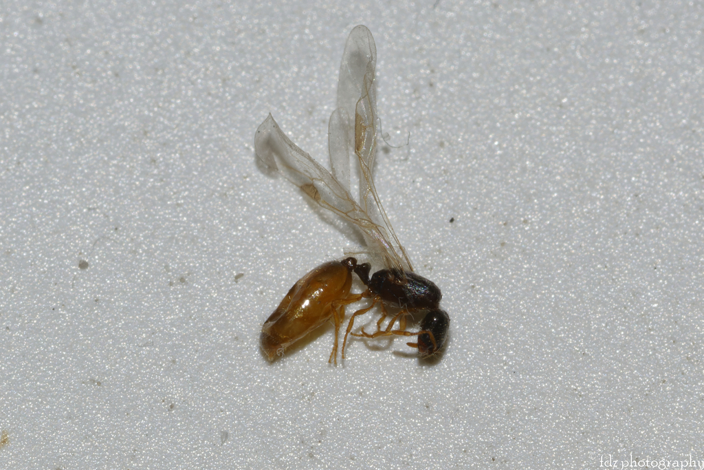 Solenopsis orbula