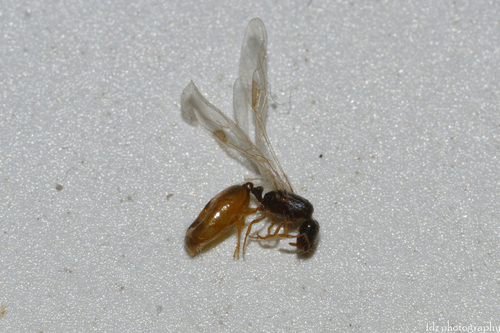 Solenopsis orbula