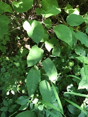 Reynoutria × bohemica