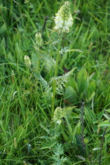 Pedicularis compacta