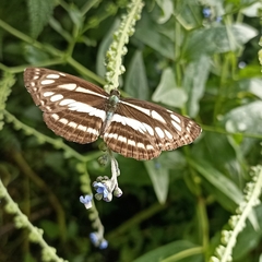Neptis mahendra