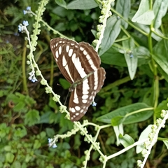 Neptis mahendra