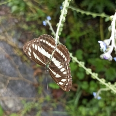 Neptis mahendra