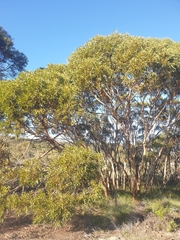 Eucalyptus leprophloia