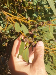 Eucalyptus leprophloia