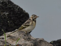 Motacilla flava