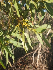 Eucalyptus leprophloia